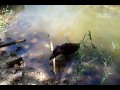Trout swims! Part 2