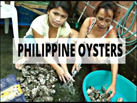 how to properly store live oysters