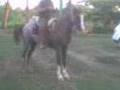 jalapa tabasco caballo de rogel de alta escuela