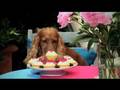 sesonrose per amoglianimali - spot 2008 sogg. 3
