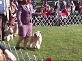 Montgomery Wheaten Terrier National Specialty 06