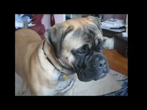 bullmastiff