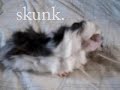 guniea pig baby\ guniea pig baby\