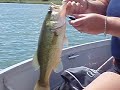 Memo's Latest bass