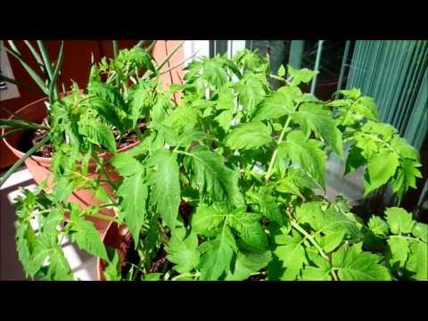 how to grow early girl tomatoes