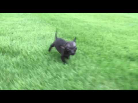 Duke love to run in the grass on potty breaks