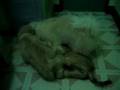 Muff Sweetie and King Playing