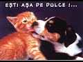 TE IUBESC IULIA Manele-Gratis.net