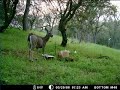 CRITTER CAM / GAME CAMERA, CALAVERAS, CALIFORNIA CRITTER CAM / GAME CAMERA, CALAVERAS, CALIFORNIA