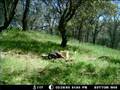 CRITTER CAM / GAME CAMERA, CALAVERAS, CALIFORNIA