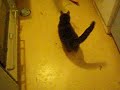 Chartreux cat and toys Chartreux cat and toys