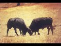 el camar�n de la isla - me dieron una ocasi�n (buler�as)