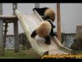 videos de Twin Panda Cub around slide 双子の子パンダ滑り台で