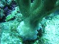 Baby Smooth Trunkfish