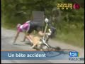 Cane investito al tour Cane investito al tour