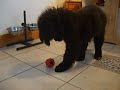 I love my Kong I love my Kong
