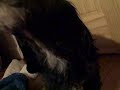 cute-puppy-whistle.html