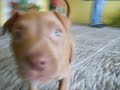 my krazy pitbull keyra