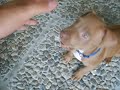 my krazy pitbull keyra