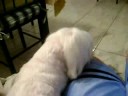 licking dog~~!!!
