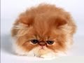 FUNNY CATS 3
