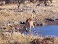 Giraffes Giraffes