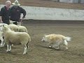 Charlie sheep herding for the first time - 2