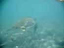 Hawaii - Snorkeling with Turtles