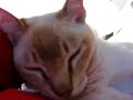 Burmese cat being cradled like a baby Burmese cat being cradled like a baby