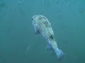 DORADO BUCEO VERACRUZ 1