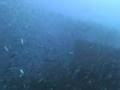 DORADO BUCEO VERACRUZ 1