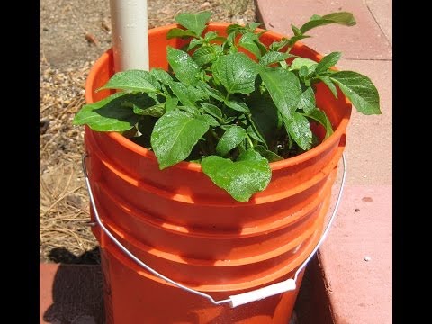 how to grow potatoes in a pot