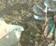 Ploughing McCormick MTX150 Kverneland LM85