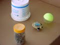 Beetle robot - video 1
