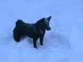 Norsk Buhund Siri leker i sn�en
