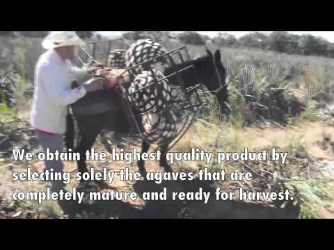 how to harvest agave for tequila