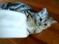 Re: How To Annoy Your Cat... The Nice Way!