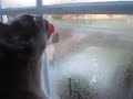 Burmese Blue - The Window Washing Cats - Burmese Cats