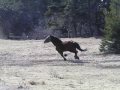 Happy Logging Horse 2 - BOI