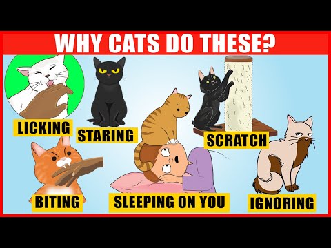 The Meaning Behind 14 Strangest Cat Behaviors | Jaw-Dropping Facts about Cats