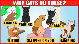 The Meaning Behind 14 Strangest Cat Behaviors | Jaw-Dropping Facts about Cats