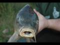 videos de TEAM SNOWCARP CARPFISHING LAS ULTIMAS SESIONES DEL TEAM