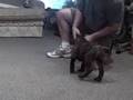 Testing-7-week-old-B