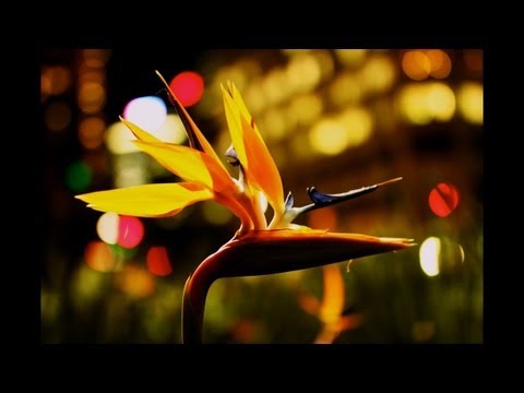 f1.4 - Sigma 35mm f/1.4 Lens review (cross posted from DDTV http://www.youtube.com/user/DigiDirectTV )