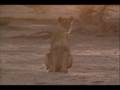 Hyenas Eat Male Lion