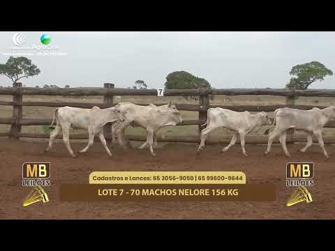 518 LEILO VIRTUAL MB LEILES