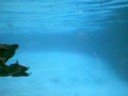 Penguins Swimming Penguins Swimming