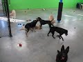 Ty, Maggie, Zeppie, 2 Bellas, Abigale, Mohjo, Fly, Spider