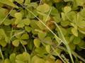 Vascular Plant Reproduction, What a Wonderful World!