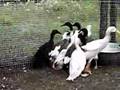 My-stupid-Indian-Runner-ducks